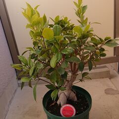 ガジュマル