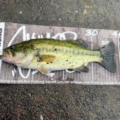 BASS釣り