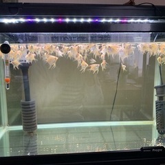 エンゼルフィッシュ