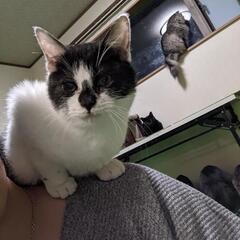 【里親様決定】人にべったりな男の子(=^・・^=)推定年齢4.5ヶ月