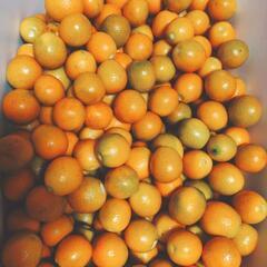 【決まりました⠀】自家製金柑