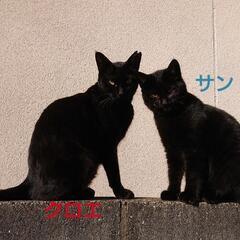 人懐っこい黒猫(仮名サン) - 猫