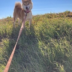 【迷い犬】柴犬の女の子　保護しています