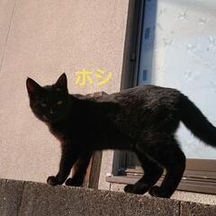 ちょっと恥ずかしがりの黒猫(仮名ホシ)