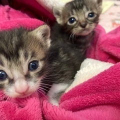 御家族決まりました🐾ᵕ̈1月2日産まれ きょうだい♡