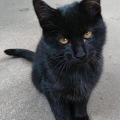 人懐っこい黒猫(仮名サン) - 里親募集