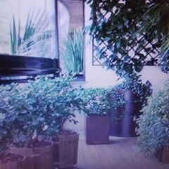 鉢植え＆観葉植物引取／横浜・川崎・相模原・町田・多摩・海老名・座...