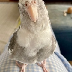 迷子になり一年。オカメインコ(ホワイトフェイス)を探しています。