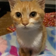 茶トラの男の子^ ^