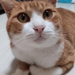 里親さんが決まりました。推定1歳位　里親さんになってください😺 - 新潟市