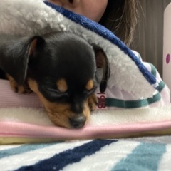 チワワ×ミニチュアピンシャーのミックス子犬 - 名古屋市