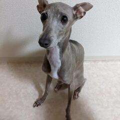 イタリアングレーハウンド♀4歳里親募集