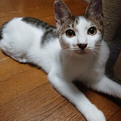 （初心者向き猫ちゃん）人慣れ十分！ひなた君♡（里親様決定しました）