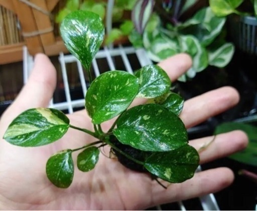 水草、アヌビアス・ナナ　バリエガータ斑入り『現物1株』