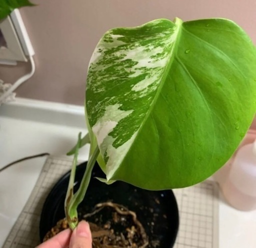 モンステラ ボルシギアナバリエガータ