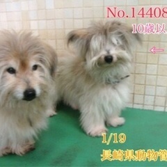 里親決定！有難うございました！　　🆘飼主死亡で保健所収容🐶高齢の...
