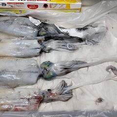 釣りや自然遊びで食卓を少しだけ楽しく豪華にしてみませんか？　　2月下旬開催☆ - スポーツ
