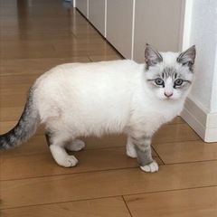 5〜6ヶ月　白薄茶色　女の子
