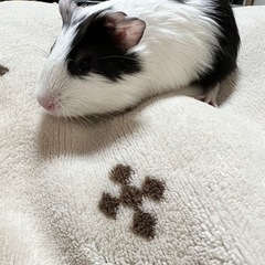 モルモット
