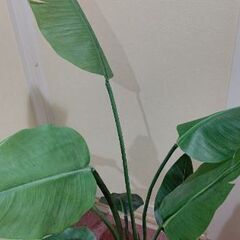 フェイクグリーン 130の画像