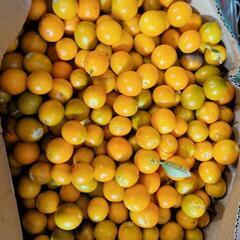 自家栽培無農薬金柑B