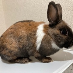 うさぎ　ネザーランドドワーフ　一才