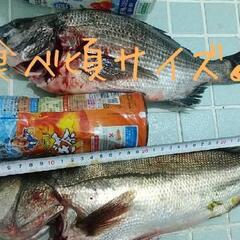 釣り未初級者安全マナー&魚捌き講習会♪  2月下旬土曜日開催の画像