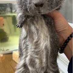モルモット　青年期