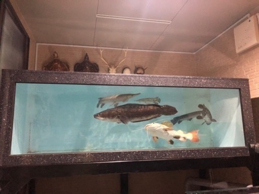 レッドスネーク80センチ