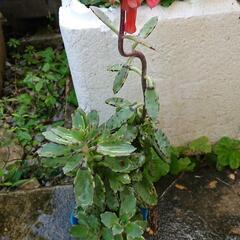 多肉植物 +おまけ琉球ハーブマンジエリコン
