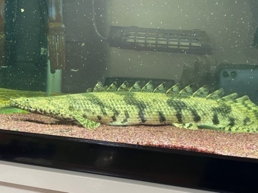 ポリプテルス　熱帯魚　ワイルド