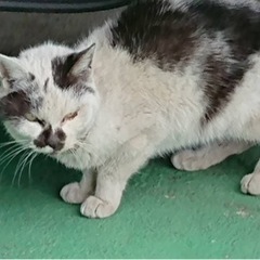 飼い主さん！心当たりは⁈