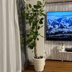 あげます。　室内観葉植物（本物）大型