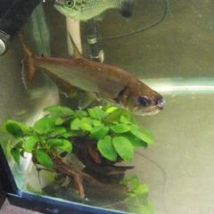 アルマータスカショーロ　熱帯魚の画像