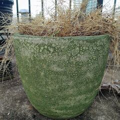 モミジ植木＆緑の鉢（直径38cm 高さ30cm）