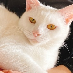 甘えっ子のめす猫ちゃん　避妊済み