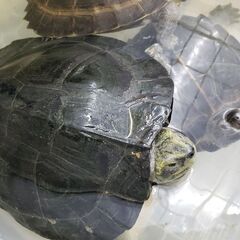 神の亀　ヒジリガメ　大きめ　交換も可