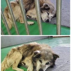 里親決定！有難うございました！　🆘保健所収容🐶高齢のもふもふ穏や...