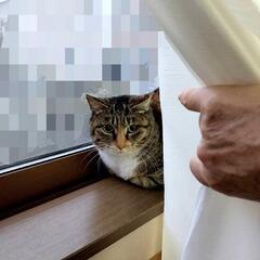 一度締め切らせていただきます！サビ猫(女の子、推定2-3歳)