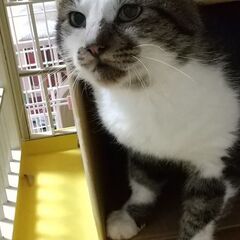 野獣＆美猫コンビで温かく見守ってもらってます！マッチャン５才エイ...