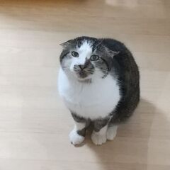 野獣＆美猫コンビで温かく見守ってもらってます！マッチャン５才エイズキャリア − 神奈川県