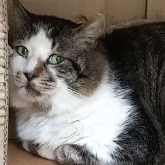 野獣＆美猫コンビで温かく見守ってもらってます！マッチャン５才エイズキャリア - 里親募集