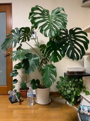 モンステラ観葉植物