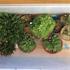 多肉植物など  50円〜300円の画像