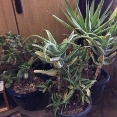 多肉植物など  50円〜300円の画像