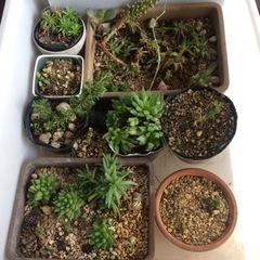 多肉植物など  50円〜300円の画像