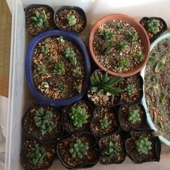 多肉植物など  50円〜300円の画像