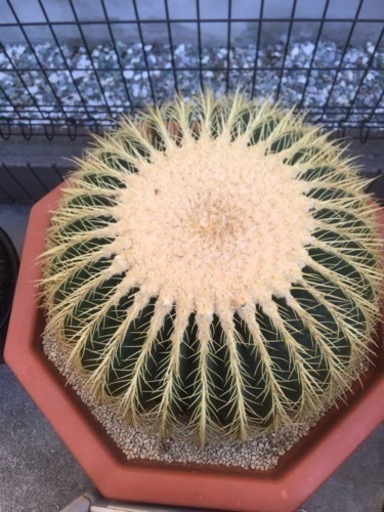 最大級特大大型金鯱サボテン