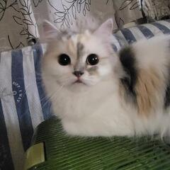 スコティッシュフォールド2才女の子