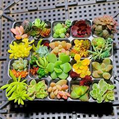 多肉植物　セダム22種類セット【育成説明書】の画像